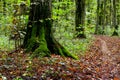 Dense autumn forest with moss-covered trees and a road with fallen leaves Royalty Free Stock Photo