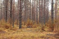 dense autumn pine forest