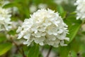 A dense ball of white hydrangea blossoms is in focus. Royalty Free Stock Photo