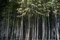 A dense bamboo garden. Grey Bamboo Trees