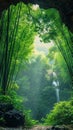 Dense bamboo grove forest with numerous trees, waterfall on background Royalty Free Stock Photo