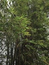 Dense Bamboo Grove with Lush Green Foliage and Tall Culms. Royalty Free Stock Photo