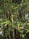 Dense Bamboo Grove with Lush Green Foliage and Tall Culms. Royalty Free Stock Photo