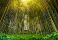 Dense bamboo zen grove forest sun rays filter through trees in zen grove