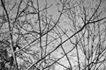 Dense bare branches Royalty Free Stock Photo