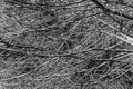 Dense Bare Branches 3 Royalty Free Stock Photo