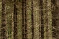 Dense barren pine tree trunks