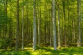 Very Beautiful Beech forest in summertime Royalty Free Stock Photo