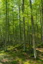 Very Beautiful Beech forest in summertime Royalty Free Stock Photo