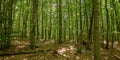 dense beech forest in summer Royalty Free Stock Photo
