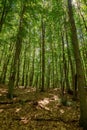 Dense beech forest in summer Royalty Free Stock Photo