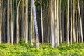 Dense beech tree forest Royalty Free Stock Photo
