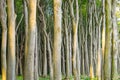Dense beech tree forest Royalty Free Stock Photo
