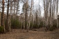 Glade in birch forest in russia Royalty Free Stock Photo