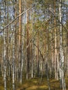 dense birch forest summer landscape Royalty Free Stock Photo
