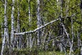 Dense birch tree forest in Lapland, Finland.