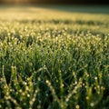Dense blades of green grass covered in morning dew, sparkling under soft sunlight. The dewdrops Royalty Free Stock Photo
