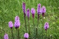 Dense blazing star flowers or Liatris spicata