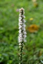 Dense blazing star or Liatris spicata flowering plant with single tall spike of white flowers starting to open and bloom from top