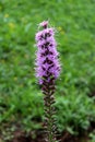 Dense blazing star or Liatris spicata flowering plant with tall spikes of purple flowers half open at top Royalty Free Stock Photo