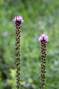 Dense blazing star or Liatris spicata herbaceous perennial flowering plants with tall spikes full of closed flower buds starting