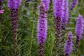 The dense blazing star or prairie feather Liatris spicata Royalty Free Stock Photo