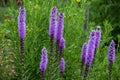 The dense blazing star or prairie feather Liatris spicata Royalty Free Stock Photo