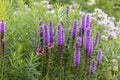 The dense blazing star or prairie feather Liatris spicata Royalty Free Stock Photo