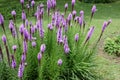 Dense blazing star, Prairie gay feather Liatris spicata Royalty Free Stock Photo