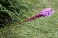 Dense blazing star, Prairie gay feather Liatris spicata Royalty Free Stock Photo