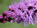 Dense blazing star, Prairie gay feather Liatris spicata Royalty Free Stock Photo