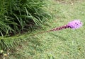 Dense blazing star, Prairie gay feather Liatris spicata Royalty Free Stock Photo