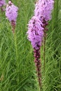 Dense blazing star, Prairie gay feather Liatris spicata Royalty Free Stock Photo