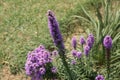 Dense blazing star, Prairie gay feather Liatris spicata Royalty Free Stock Photo