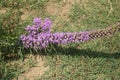 Dense blazing star, Prairie gay feather Liatris spicata Royalty Free Stock Photo