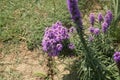 Dense blazing star, Prairie gay feather Liatris spicata Royalty Free Stock Photo