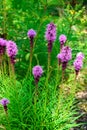 Dense Blazingstar, Liatris Spicata Wildflower Royalty Free Stock Photo