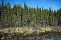 Dense Boreal Forest