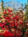 Dense branches of Chinese quince in full bloom. Royalty Free Stock Photo