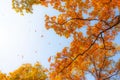 Dense branches of oak and falling leaves in autumn against the blue sky. Leaf fall in the park Royalty Free Stock Photo