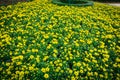 Dense of bright yellow daisies buds and full semi-double bloom blossom on display at flower field path meadow botanic garden, Nha Royalty Free Stock Photo