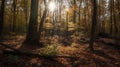 a dense broadleaf forest in autumn, illustration, Generative AI