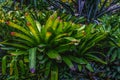 Dense Bromeliads growing in the tropical garden. Rainforest plants. Natural green texture background.