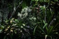 Dense Bromeliads growing in the tropical garden. Rainforest plants. Natural green texture background.