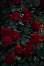 A dense bush of red roses in the dark with the rays of the setting sun. Sunset. Deep shadows. Fairy, mystical, magical mood