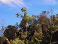 Dense Bush, Tasmania