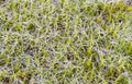 Dense carpet of moss Royalty Free Stock Photo