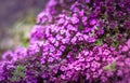 Dense carpet of purple crawling phlox flowers. Royalty Free Stock Photo