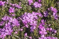 A dense carpet of purple Phlox subulata plant. Flame phlox. Rockery flowers. Spring in the garden Royalty Free Stock Photo