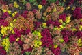 Dense carpet of variegated coleus